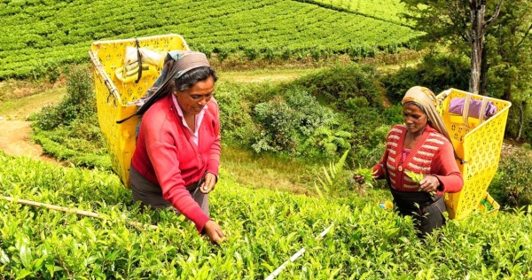 NUWARA ELIYA - Piantagione di tè 